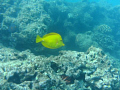   Yellow Tang Hanauma Bay  
